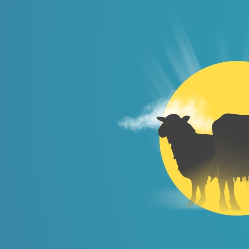 Wat is Qurbani? Betekenis, belang en hoe uw offer levens verandert